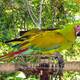 Crianza en cautiverio, la esperanza de vida del papagayo de Guayaquil