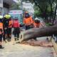 Caída de árbol en calles Sucre y Boyacá alarmó a vecinos del centro de Guayaquil 