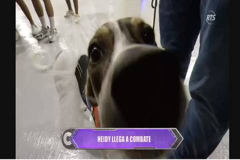 Una adorable perrita es la nueva integrante de ‘Combate’: conoce a Heydi, una can rescatada
