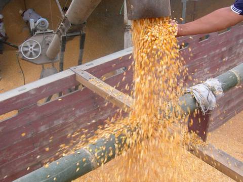 Gremios denuncian supuestas presiones de asambleístas al MAG para cancelar licencias para importar maíz