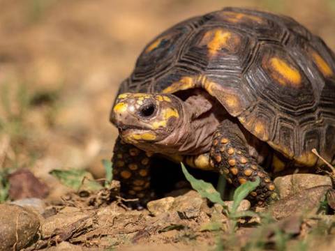 Sujeto que comercializaba tortugas de manera ilegal fue sentenciado a tres años de cárcel