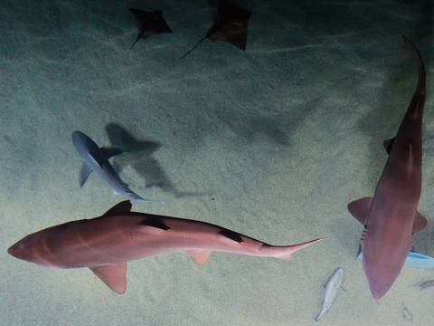‘Si el tiburón hubiese querido comerse a la persona lo hubiese hecho’, explica la bióloga Sofía Green tras el incidente en Galápagos