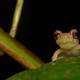 Descubren en Ecuador dos especies de ranas con una papila en la punta del hocico 