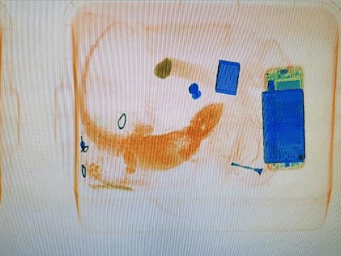 Máquina de rayos X capta a iguana que intentan meter a corte en Estados Unidos