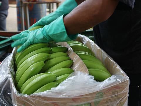 Precio del banano 2024: productores buscan que la caja suba a $ 8 y exportadores que se mantenga en $ 6,50   