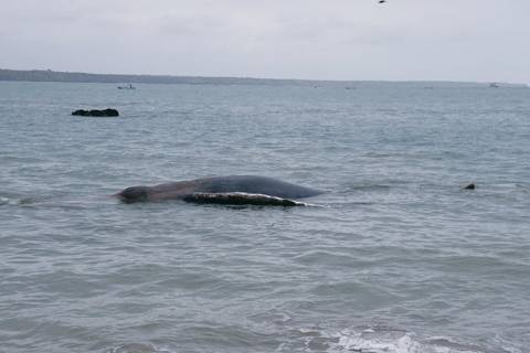 Hallan ballena jorobada varada en playa de la parroquia Anconcito, en Santa Elena 