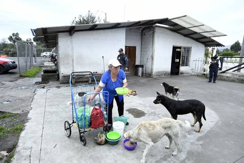 Yolanda Alvarado, la protectora de más de 50 perros abandonados en la terminal de Quitumbe