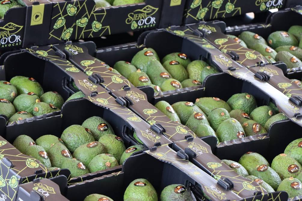 L’Ecuador ha esportato più di 600 tonnellate di avocado nel 2021 |  Economia |  Notizia