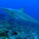¿A qué factores se atribuye  incidente de  tiburón que provocó herida a turista en Galápagos? Esto dice el Ministerio del Ambiente
