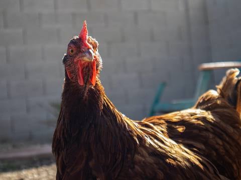 Cómo diferenciar gripe aviar en pollos y en humanos