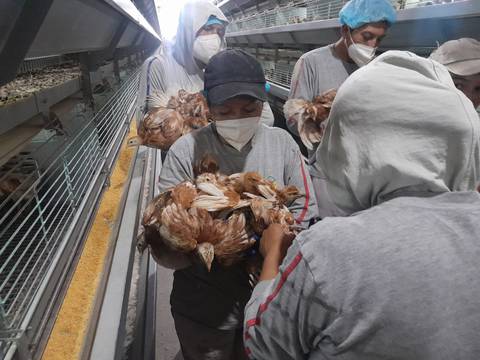 Se detectan nuevos casos de gripe aviar en Ecuador, pero en aves silvestres