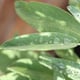 Esta es la llamada “planta de la mujer”: arbusto medicinal que reduce la sudoración y calma los calorones de la menopausia