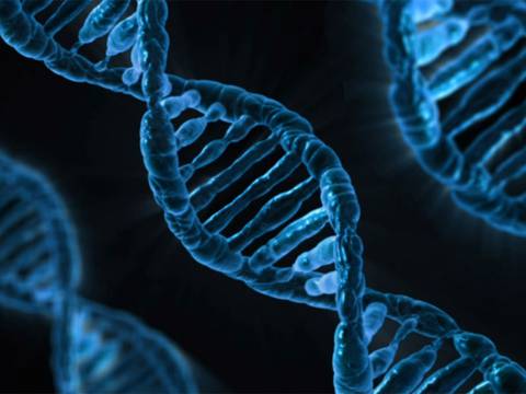 Científicos proponen crear un genoma humano sintético
