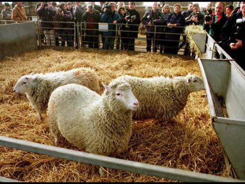 Clones de la oveja Dolly envejecieron en buena salud, según estudio