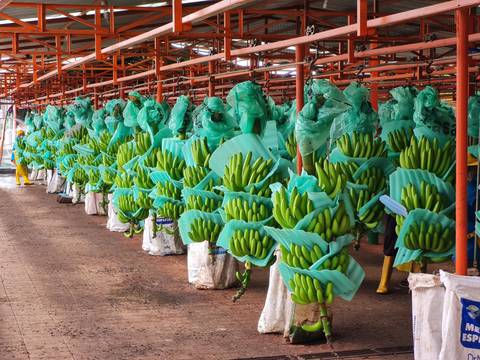 El banano ecuatoriano pierde mercado en Estados Unidos, pero ¿seguiremos siendo el principal exportador mundial de la fruta?