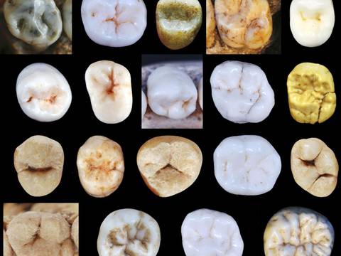 Homo sapiens y neandertales se separaron mucho antes de lo que se creía, según estudio