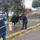 Vaca fue abandonada en la autopista General Rumiñahui en estado de desnutrición