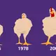 Cómo el pollo que comes aumentó de tamaño un 400% en 50 años