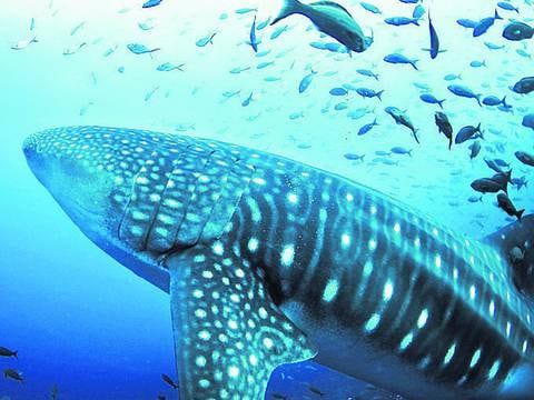 Pesca incidental de tiburones en Galápagos puede reducirse significativamente si la faena se realiza en la noche, indica estudio que busca cambiar el enfoque para combatir pesca ilegal