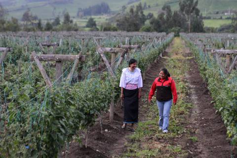 La uvilla ecuatoriana abre un nuevo mercado: 500 kg llegarán a El Salvador desde Cayambe y Pifo