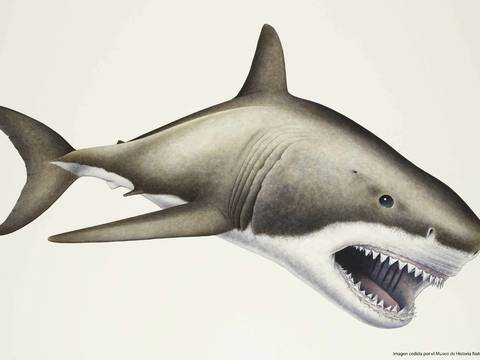 Hallan en aguas españolas fósiles del "megalodón", el mayor depredador marino de la historia
