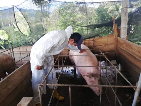 Ecuador se suma a campaña regional de la FAO para evitar ingreso de la Peste Porcina Africana