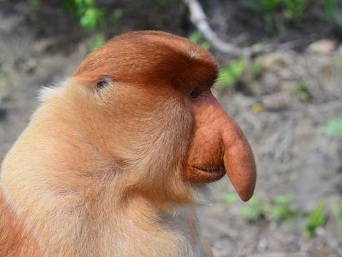 Los monos de la isla de Borneo, considerados los más feos del mundo, atraen a las hembras con su nariz