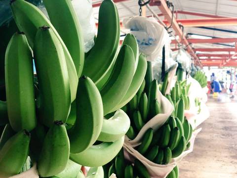 Ecuador y cuatro países bananeros más insisten a supermercados de Europa que calculen un precio justo real de la fruta