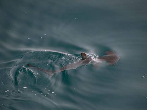 Expedición de Greenpeace en Galápagos en la que participó la actriz Alba Flores, de ‘La casa de papel’, descubre posible guardería de tiburones martillo liso