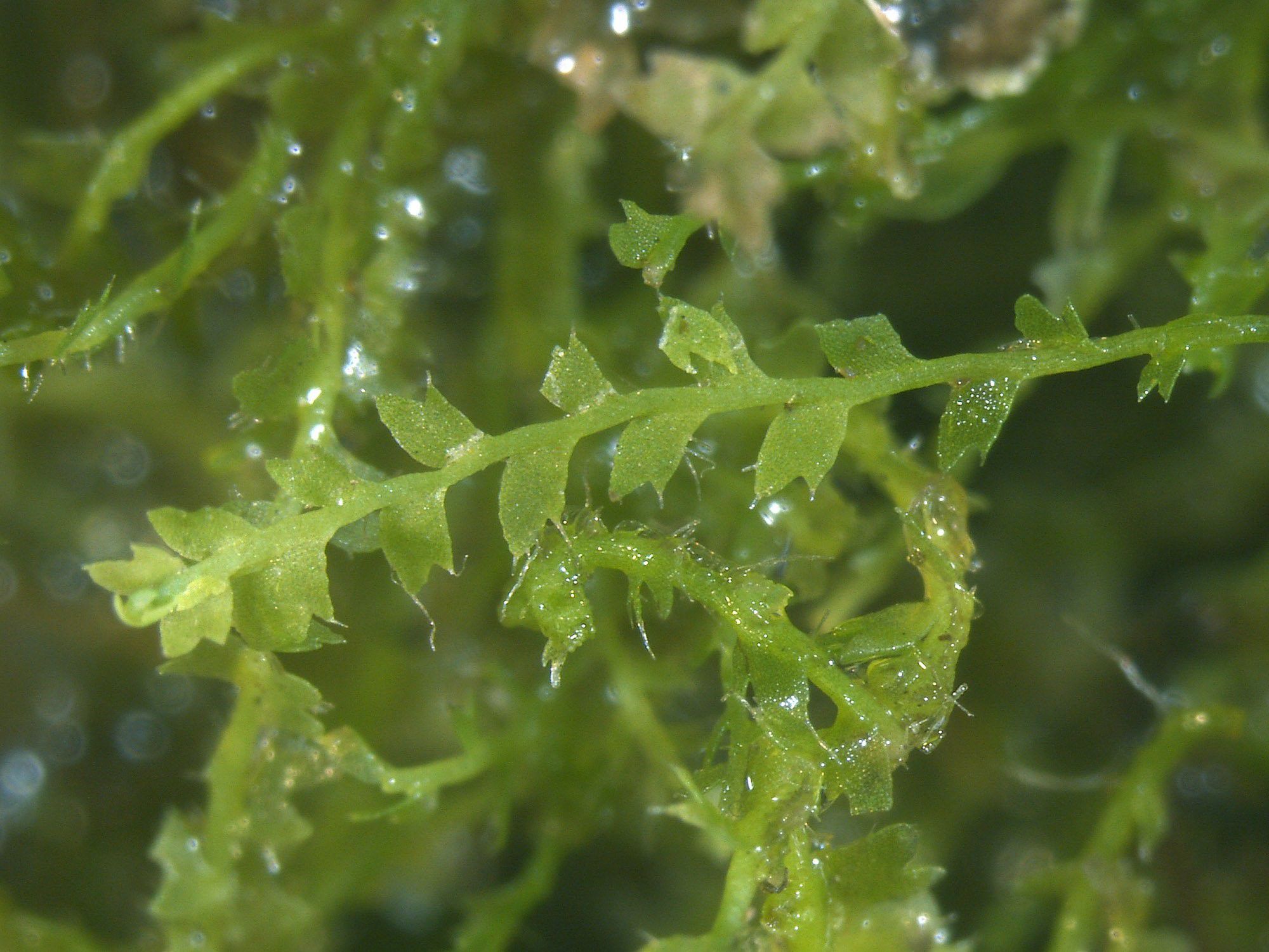 Descubren un nuevo tipo de musgo en Ecuador 