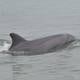 Delfines del golfo de Guayaquil conviven con obra portuaria