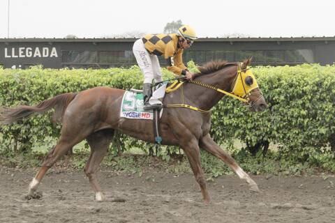 Clásico con distancia larga de 2.500 metros se corre el domingo en el hipódromo Miguel Salem Dibo