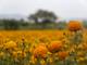 ¿Por qué en Argentina y otros países lationamericanos se regalan flores amarillas este 21 de septiembre?