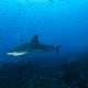 Los tipos de tiburones que hay en las Islas Galápagos