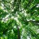 1.000 hectáreas de bosque son restauradas en la provincia de Sucumbíos
