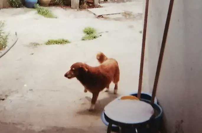 Guinness Record reconhece Bobi, cão português, como o mais velho do mundo com 30 anos e 267 dias de existência |  Pessoas |  Entretenimento