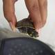 Mujer fue sentenciada a un año de prisión por tenencia ilegal de 13 tortugas charapas en Guayaquil