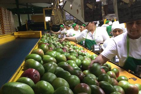 Ecuador busca competir con Perú y Tailandia como proveedor de mango para Corea del Sur