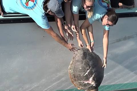 La tortuga ‘Chuck Norris’ regresa al mar en EE.UU. 