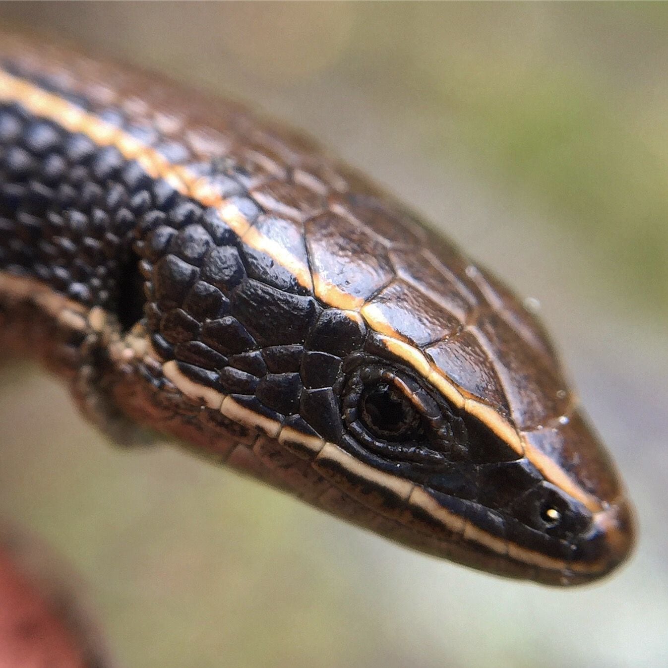 Reptiles pequeños están amenazados por la urbanización y la minería en América Latina