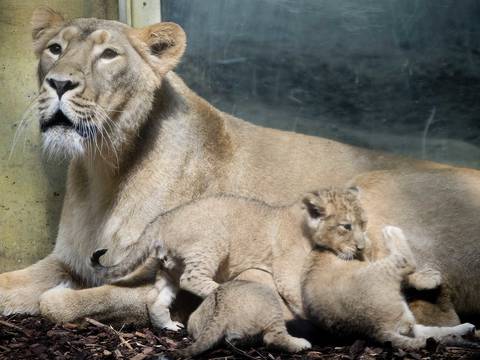 Tres cachorritos de león nacieron en el zoológico de Fráncfort