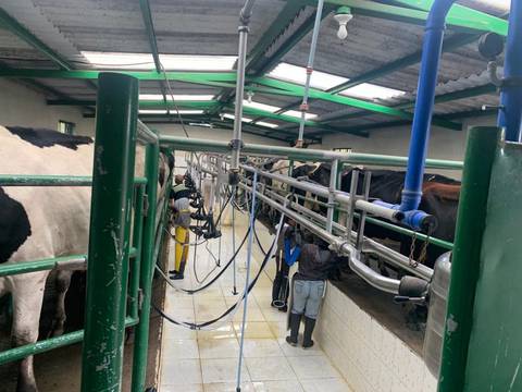Ante cortes de luz en Ecuador, productores de leche en Carchi contratan personal adicional para labores de ordeño que se cumplen 2 veces al día 