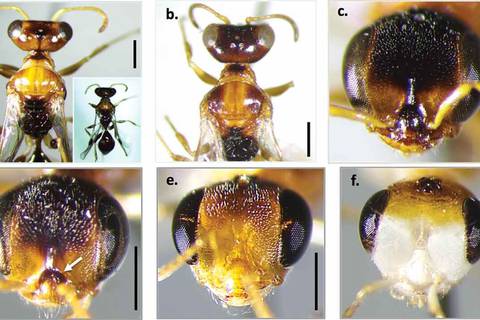 Hallan tres nuevas especies avispas de seda en el Chocó Andino ecuatoriano