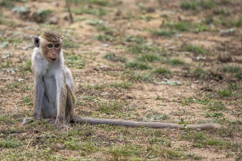 Sri Lanka planea enviar 100.000 monos a China en medio de crisis económica
