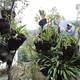 Pequeño santuario para preservar las orquídeas se levanta en Patate