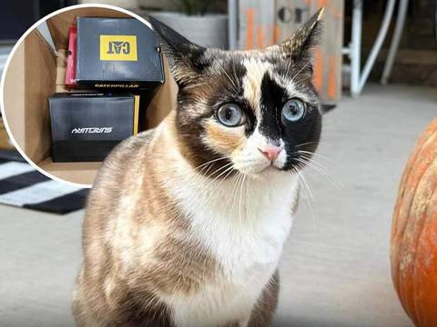 Por accidente, esta intrépida gata viajó cientos de kilómetros en un paquete de Amazon
