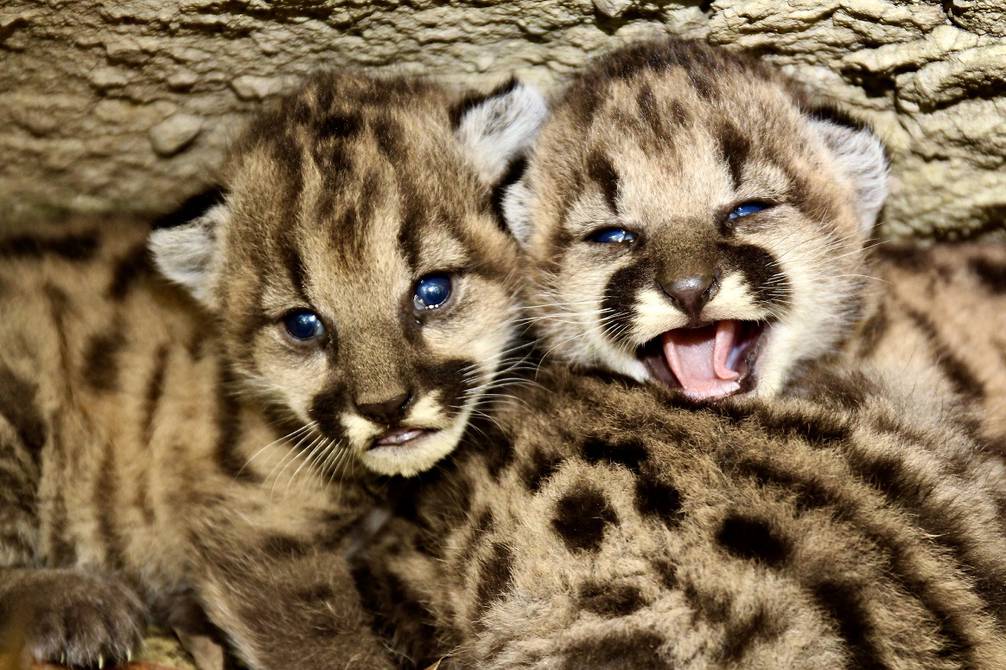 Nacimiento de trece crías de puma en Los Ángeles sorprende a expertos y trae esperanza a especie Ecología | La Revista | El Universo