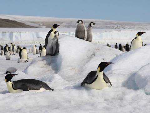 El deshielo diezma la reproducción del pingüino emperador, indica estudio