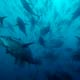 WWF recuerda el valor ecológico del atún en el día internacional de esta especie