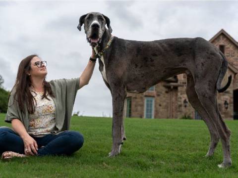 Pesa 90 kilos y es el perro más grande del mundo: así es Zeus, el gran danés americano que mide más de 1 metro 
